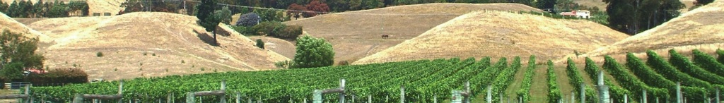 Hawkes Bay Vineyard in Summer